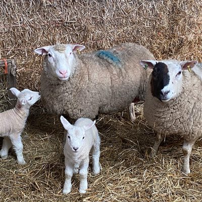 Lambing Live at Pickwell Barton 